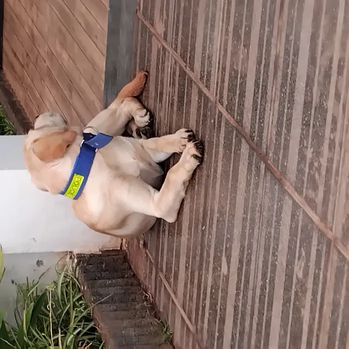 Labrador mal