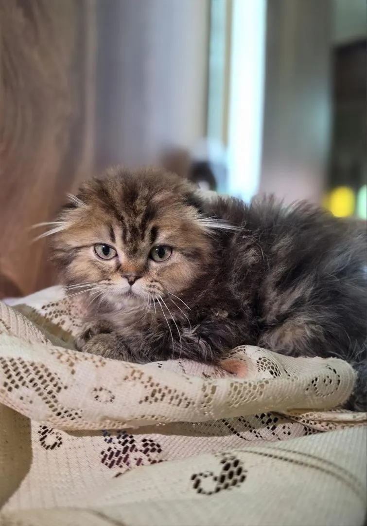 Highland fold doré & Scottish fold