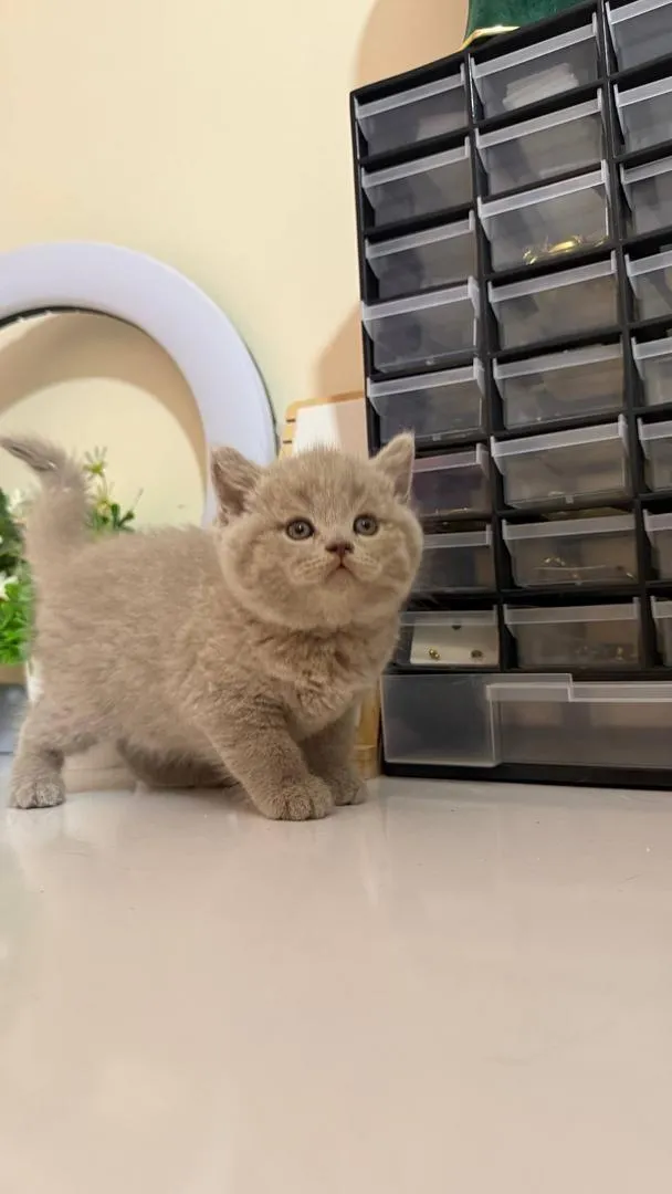 British Shorthair