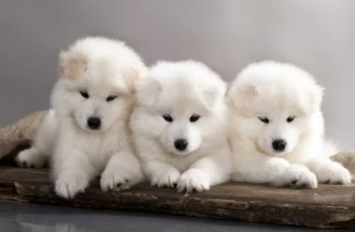 bebe samoyede