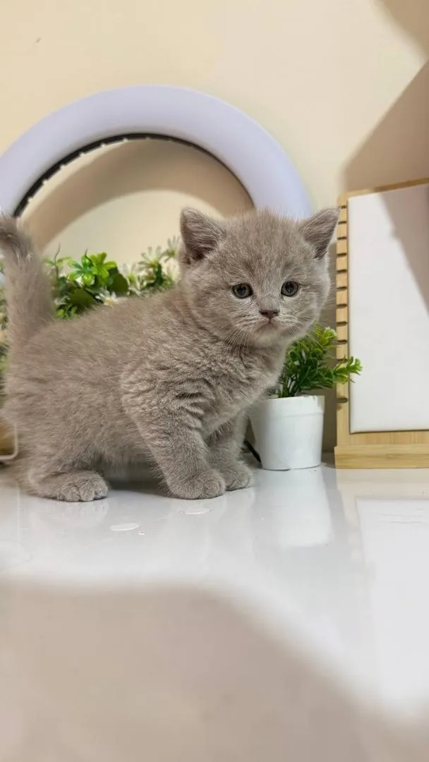 British shorthair & Scottish fold