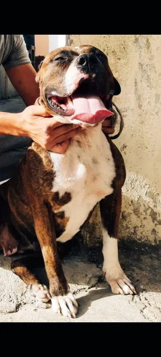Pitbull