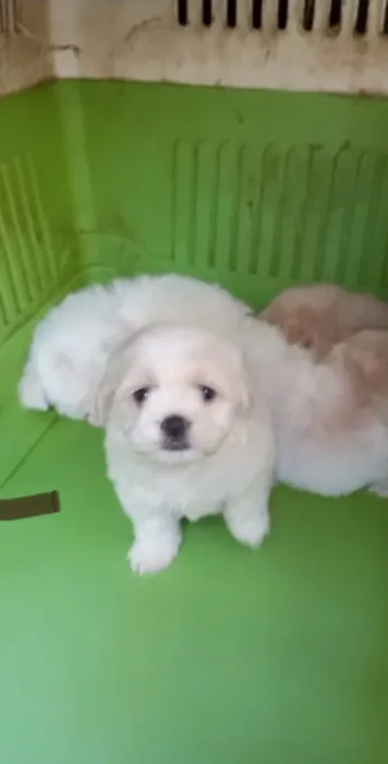 Bichon femelle