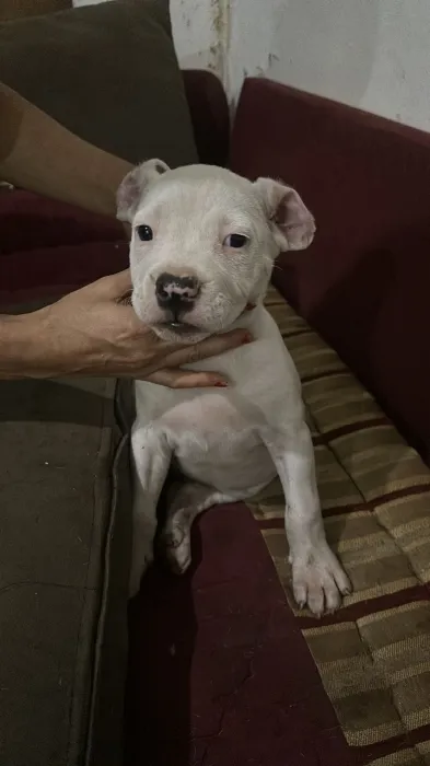 Dog argentin