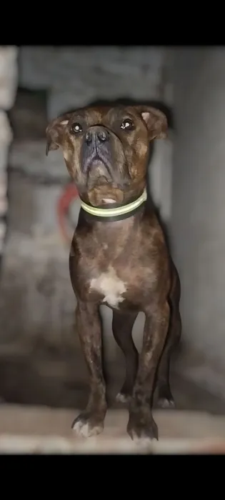 Staffordshire bull terrier