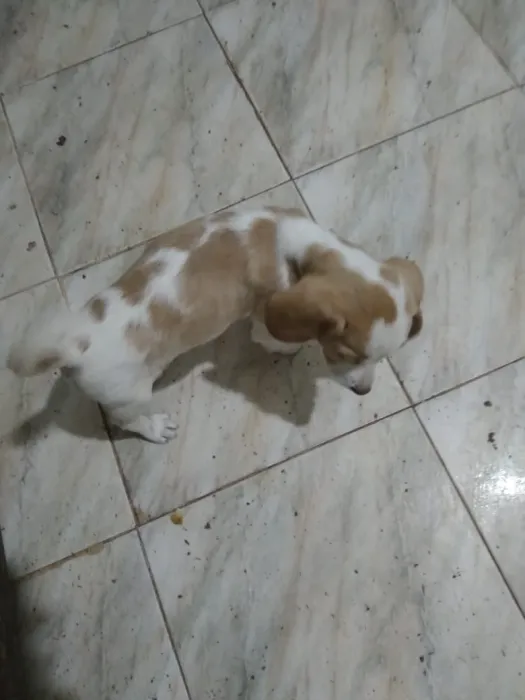 Chien baegle
