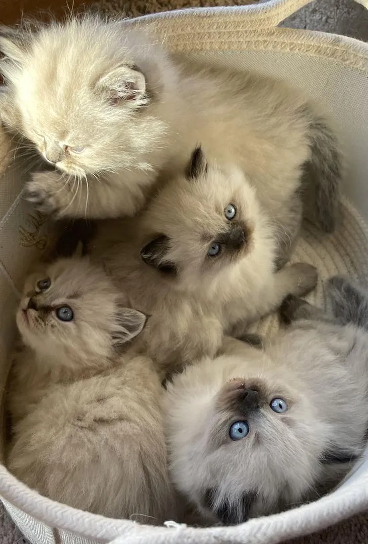 bébé siamois ragdoll