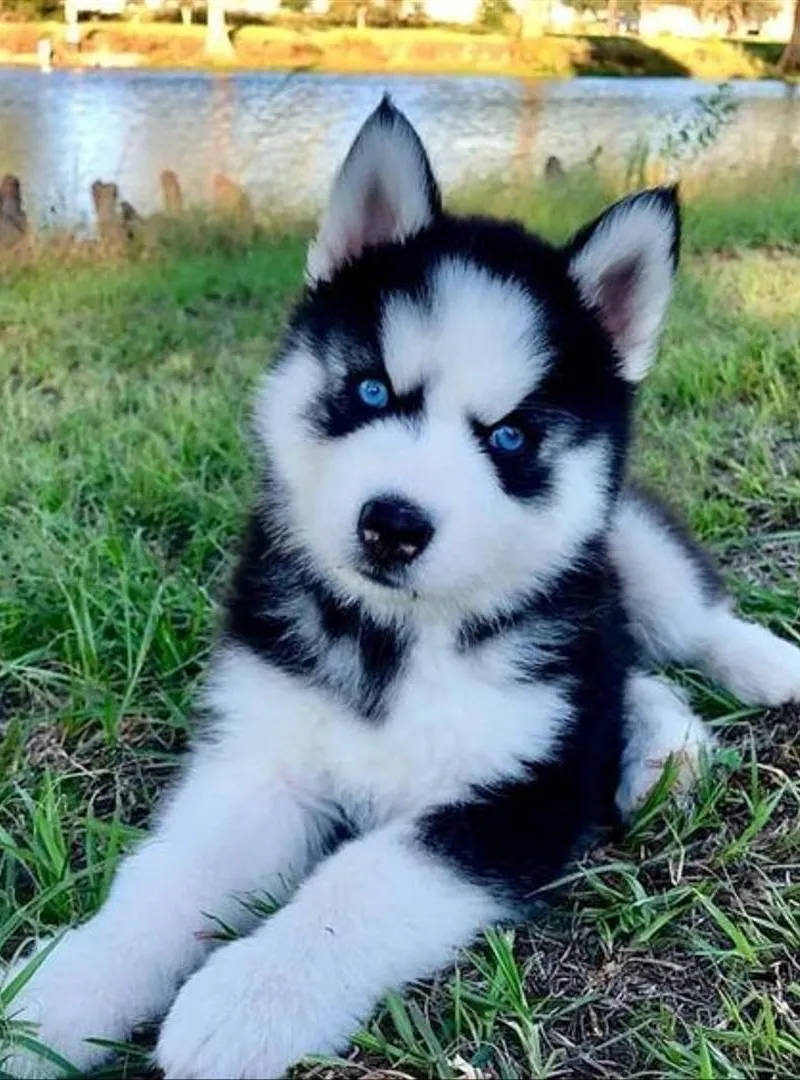 Chiots husky race pure