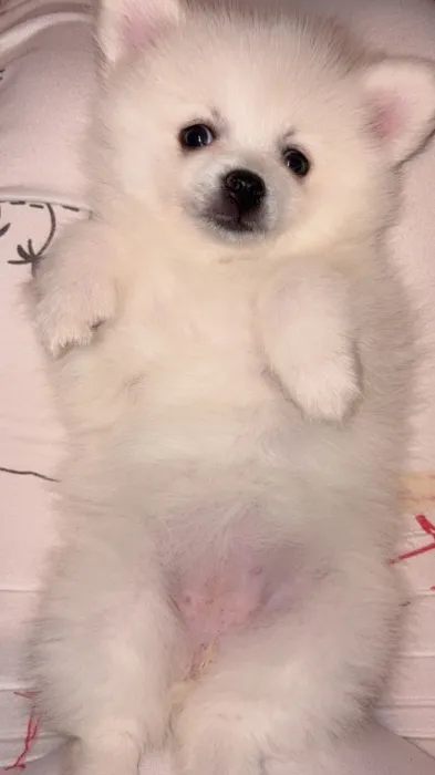 Vente spitz