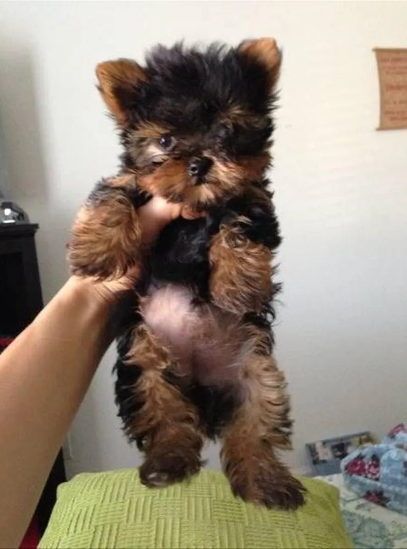 Chiots yorkshire de pure race petite taille nain
