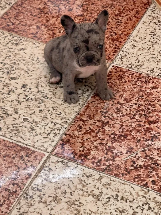 bulldog francais
