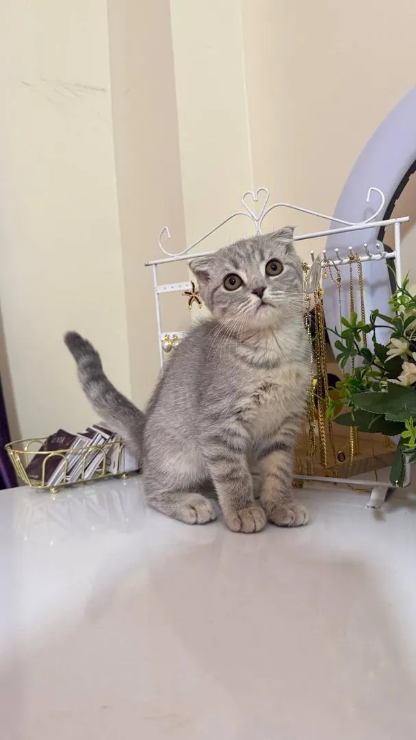 Scottish fold silver shaded