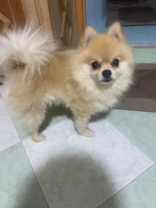 Spitz nain