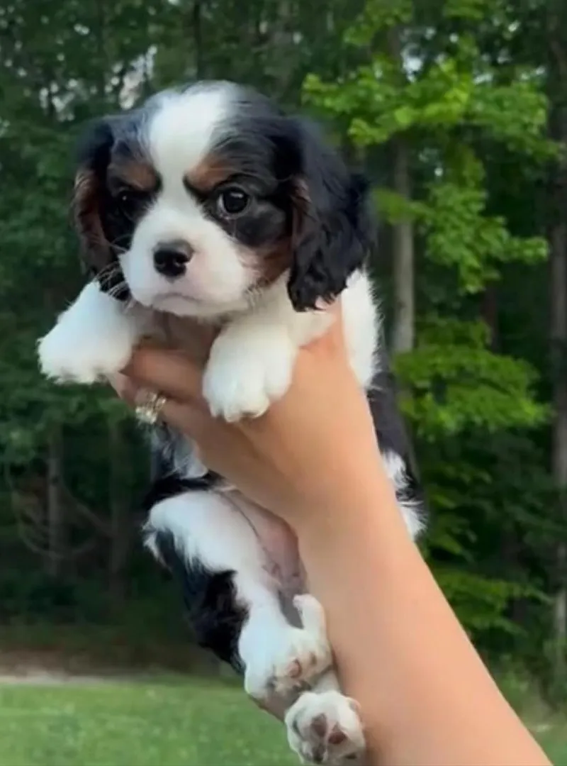 cavalier King 