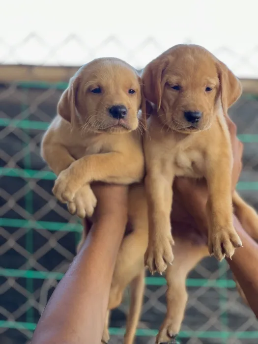 Chiot labrador