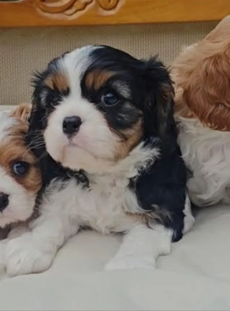 Cavalier King Charles