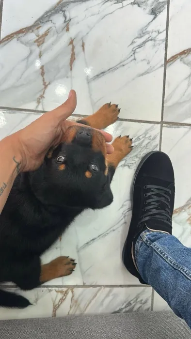 Rottweiler