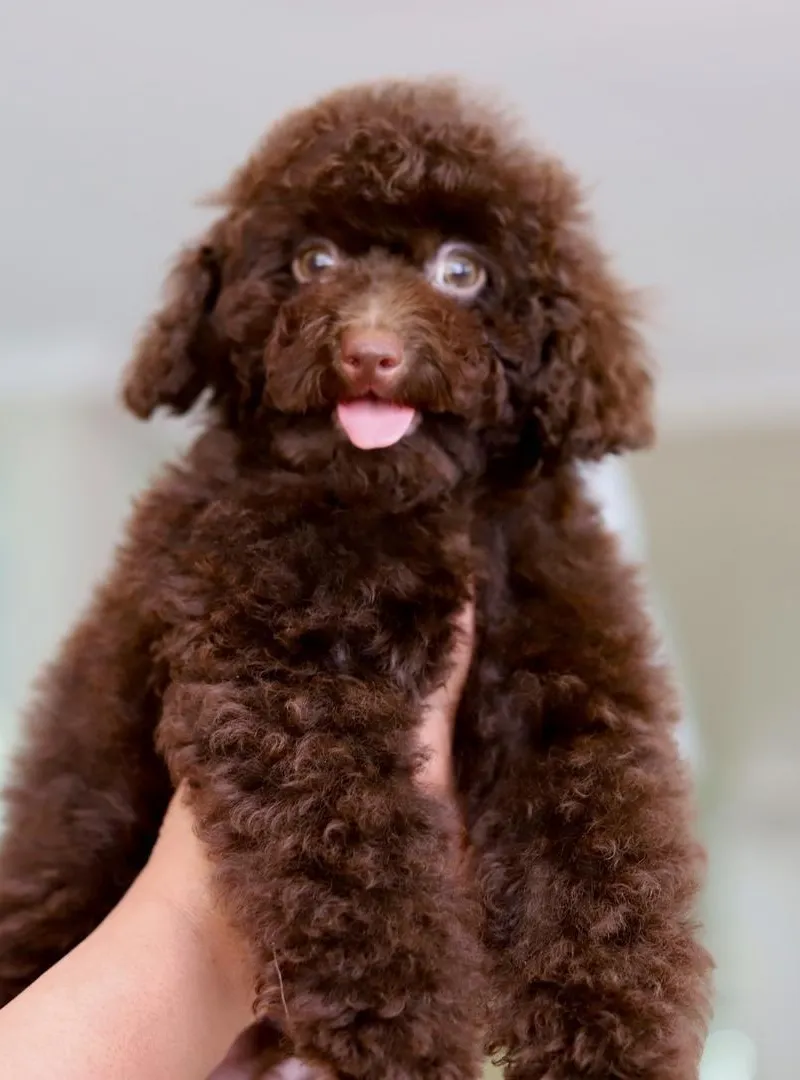 Poodle toy male CHOCOLAT pedigree MKC