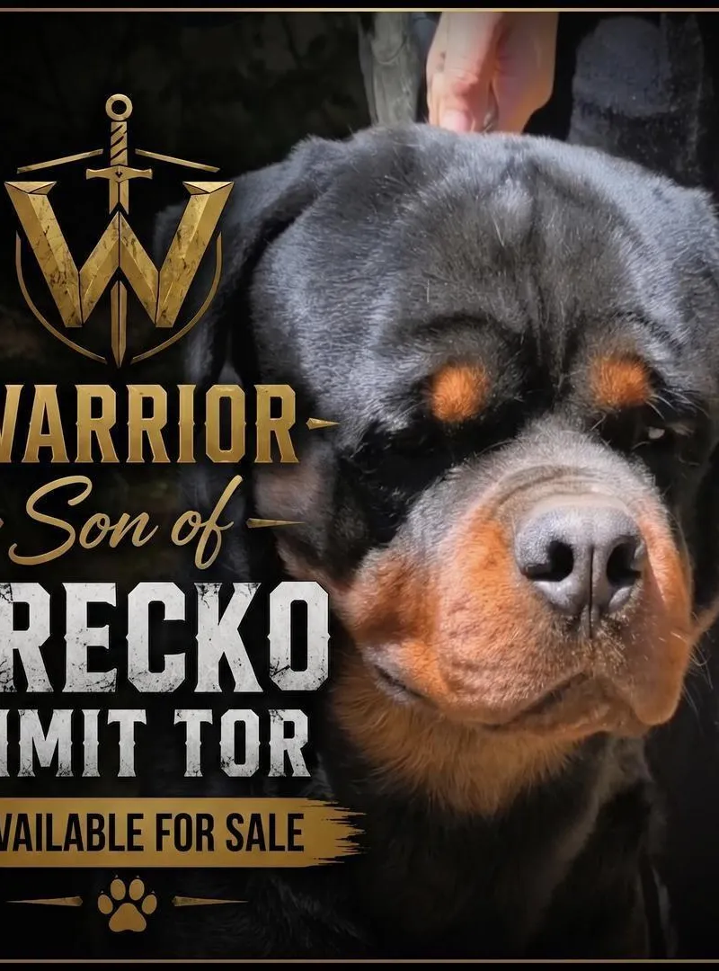 Vente de Rottweilers de Prestige Lignée Timit Tor