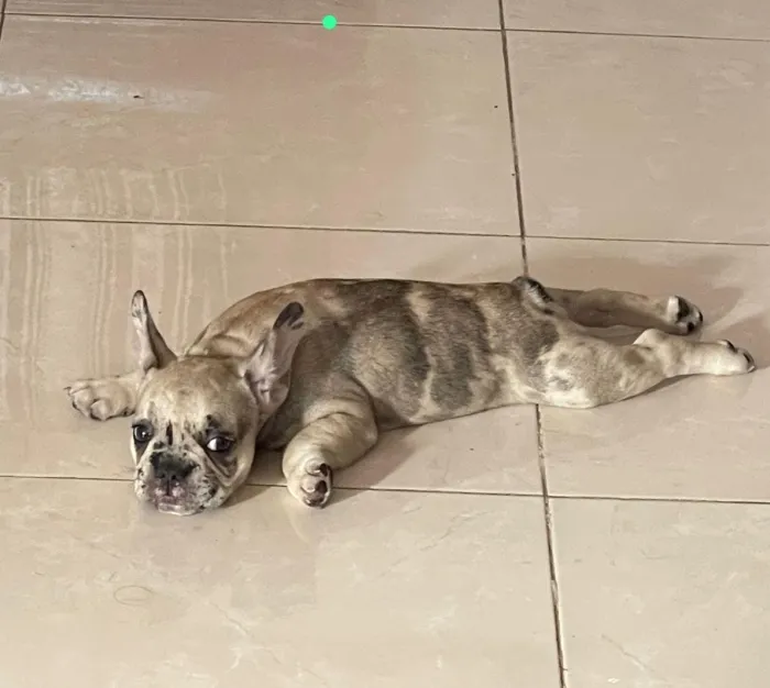Merle french bulldog