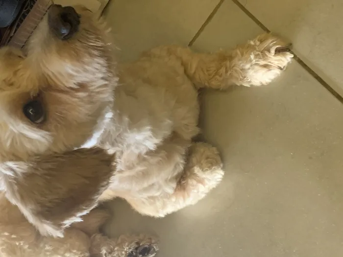 Bichon havanais