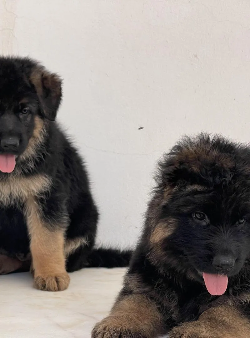 Chiot berger allemand poil long