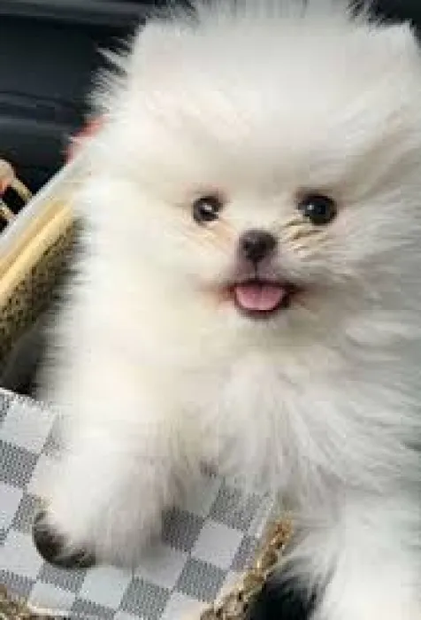 Spitz nain