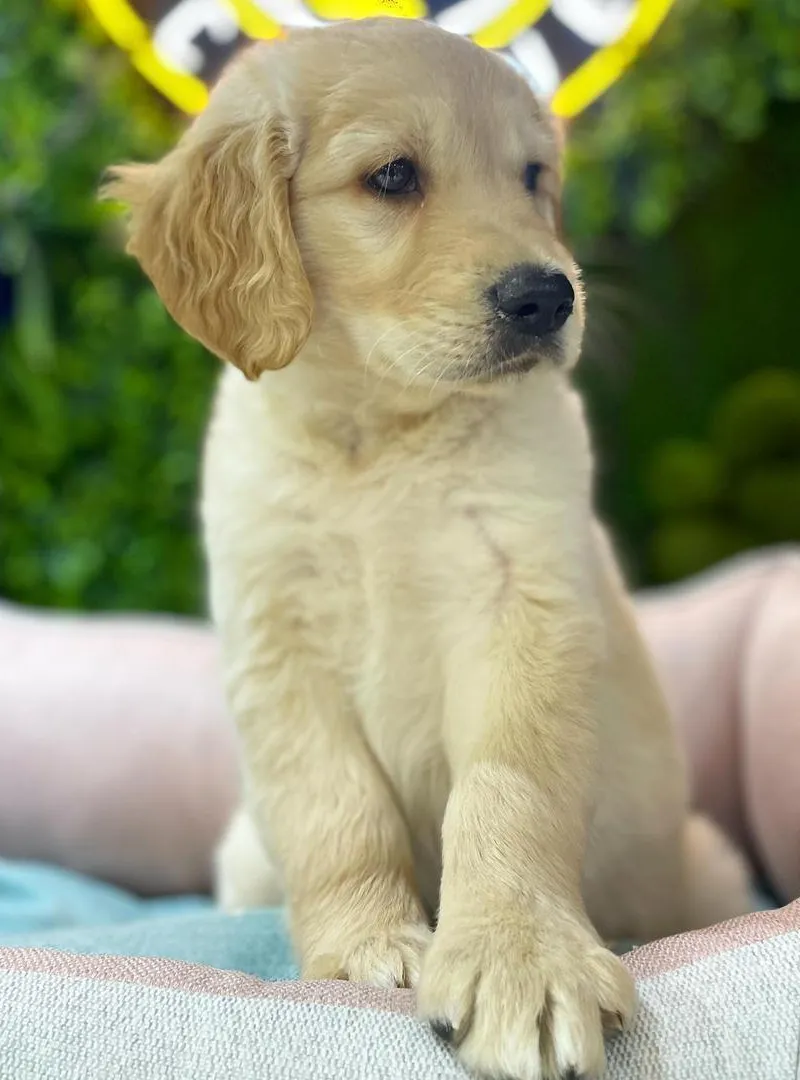 Golden retriever 2 mois