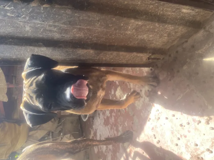 Vente chiot persa cannario