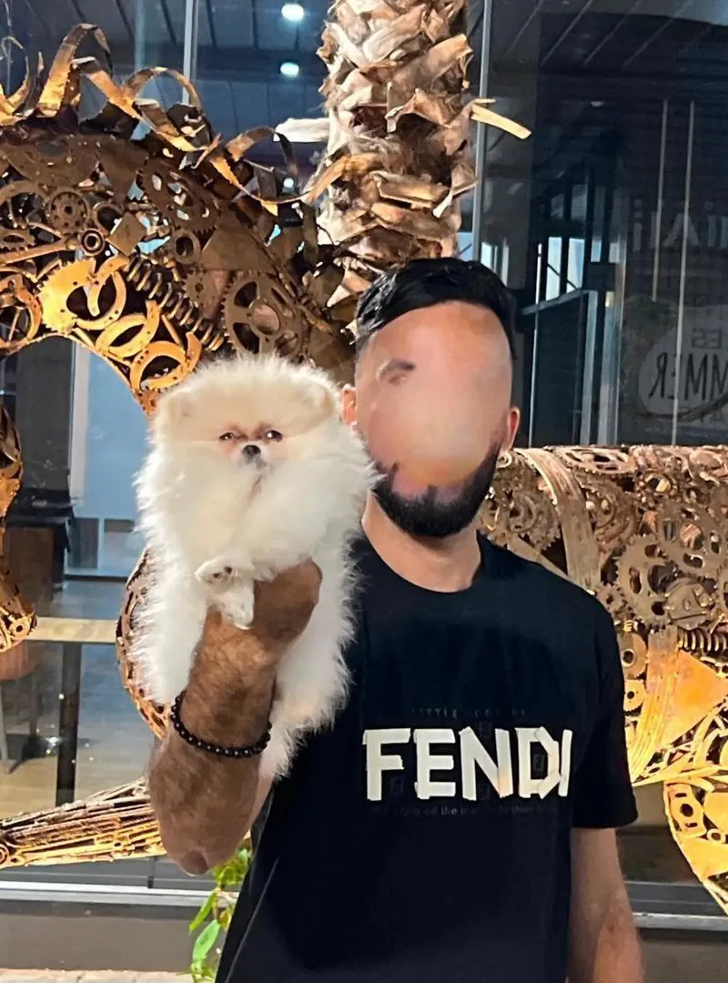 Femelle Spitz Pomeranian pedigree