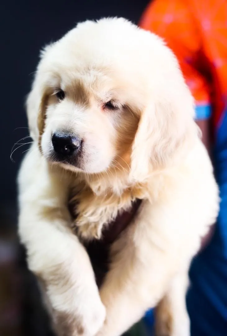 Magnifiques Chiots golden retriever