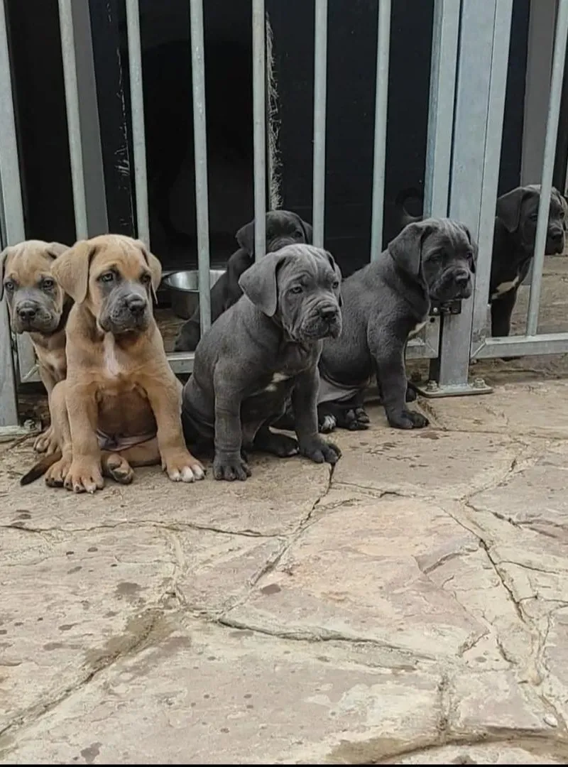 Cane corso