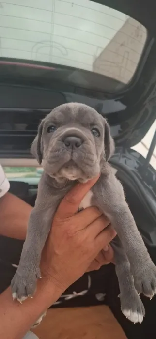 Canecorso