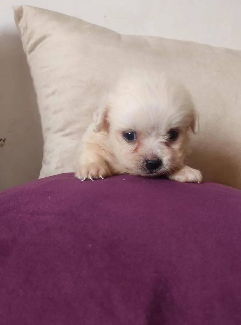 Bichon Maltais