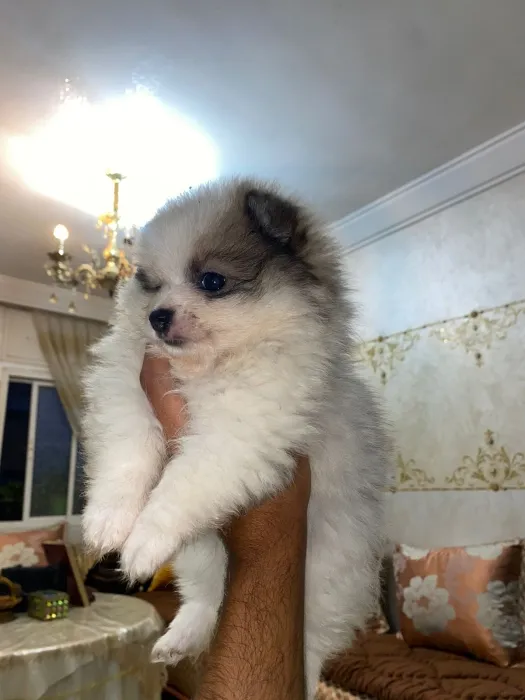Spitz Pomeranian