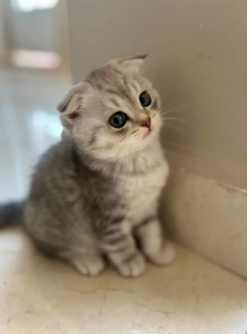 Chatons Scottish Fold et Straight disponibles