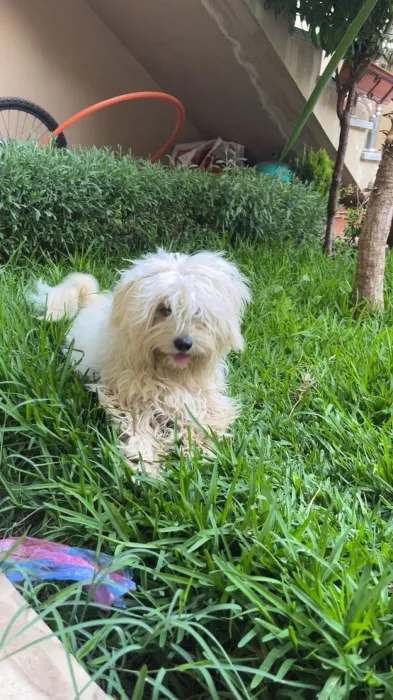 Bichon maltais