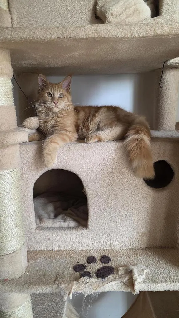 Superbe chaton Maine Coon mâle