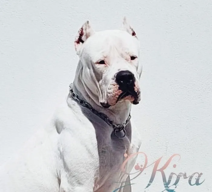 Dog argentine