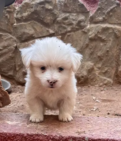 Spitz disponible