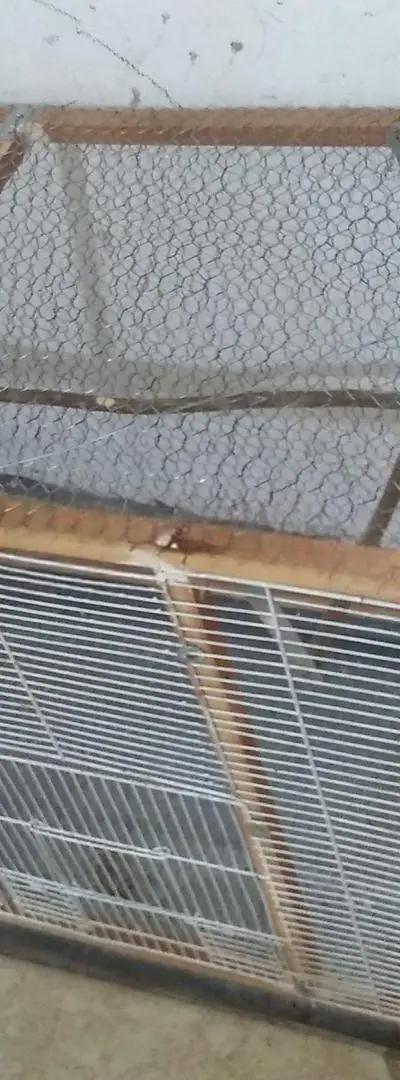 Cage pour tous types d'oiseaux