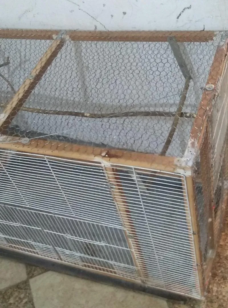 Cage pour tous types d'oiseaux
