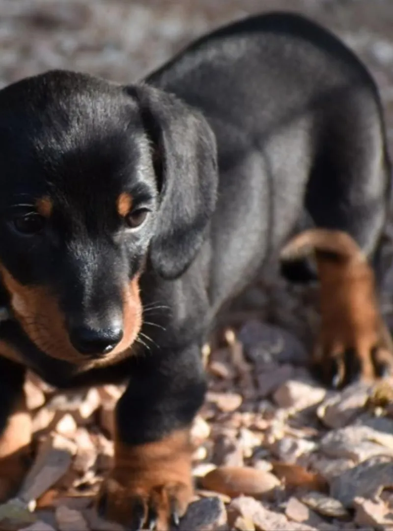 Chiot Teckel disponible mâle et femelle