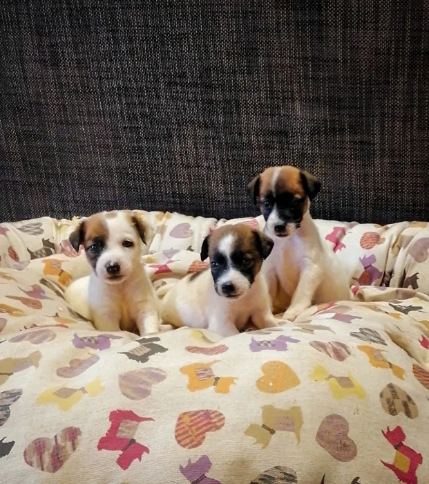 Jack Russell 🐾
