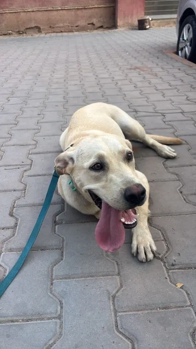 Labrador