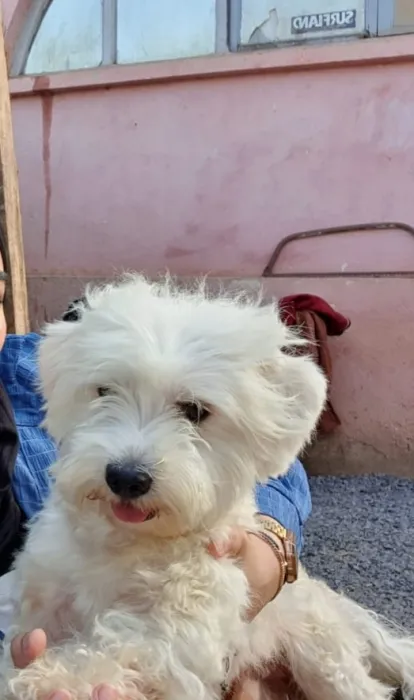 Bichon maltais