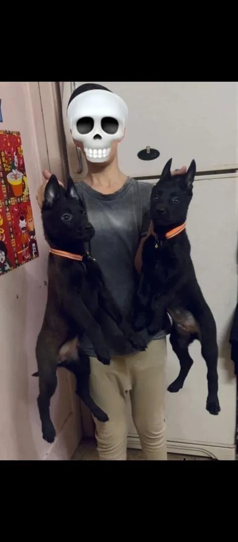 Chiots Malinois très charbonnés