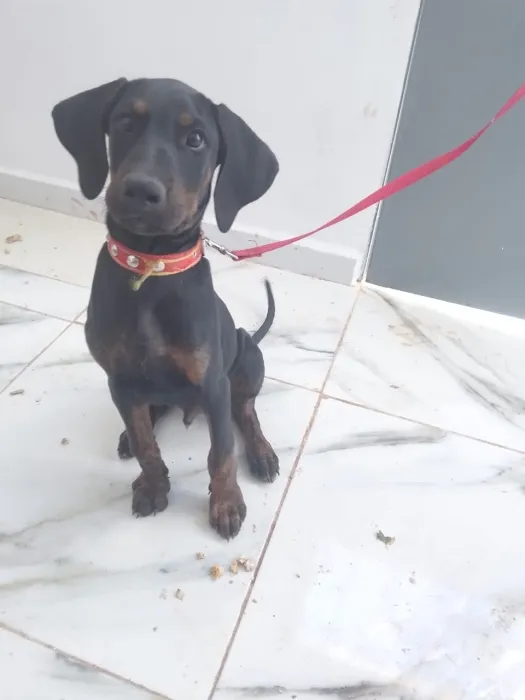 Dobermann