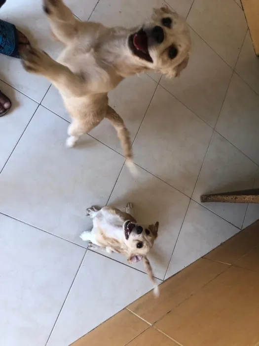 Chiots kokoni