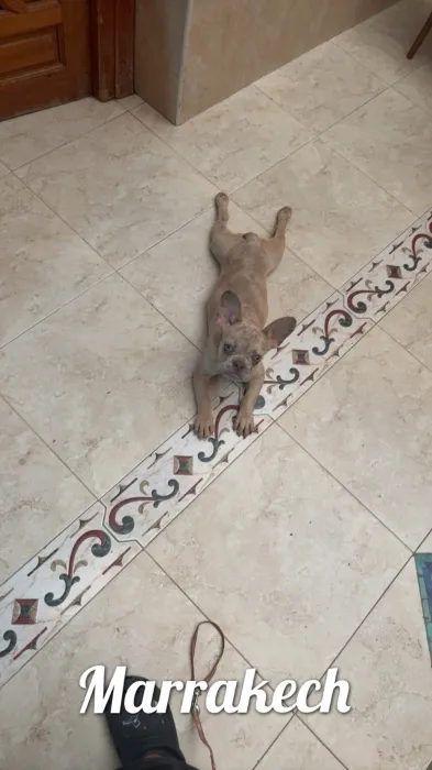 Bull dog exotique